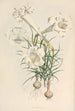 Lilium Philipinense - Walter Hood Fitch — weergave van het kunstwerk