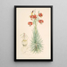 Lilium Pomponium - Walter Hood Fitch — ingelijst kunstwerk aan de muur