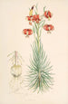 Lilium Pomponium - Walter Hood Fitch — weergave van het kunstwerk