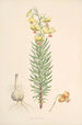 Lilium Pyrenaicum - Walter Hood Fitch — weergave van het kunstwerk