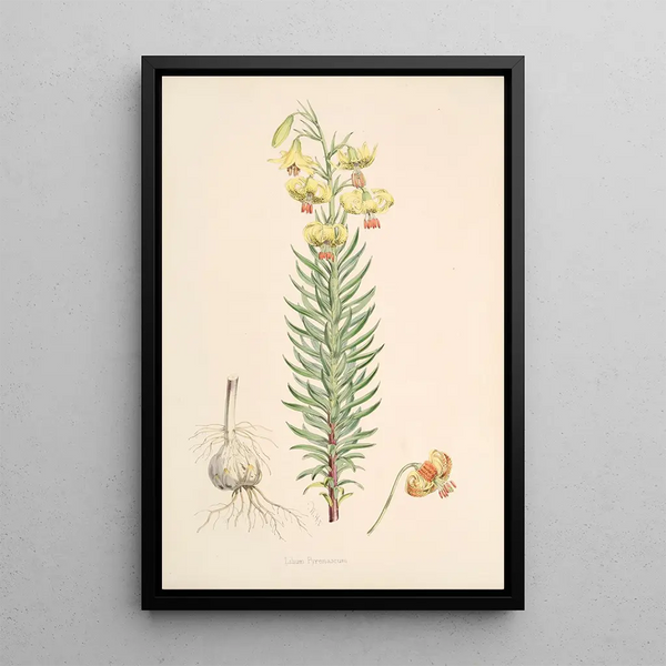 Walter Hood Fitch - Lilium Pyrenaicum.webp