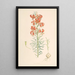 Lilium Tenuifolium - Walter Hood Fitch — ingelijst kunstwerk aan de muur