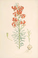 Lilium Tenuifolium - Walter Hood Fitch — weergave van het kunstwerk