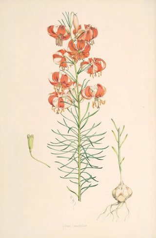 Walter Hood Fitch - Lilium Tenuifolium.webp