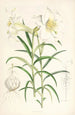 Lilium Wallichianum - Walter Hood Fitch — weergave van het kunstwerk