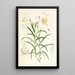 Lilium Wallichianum - Walter Hood Fitch — ingelijst kunstwerk aan de muur