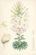 Lilium Washingtonianum - Walter Hood Fitch — weergave van het kunstwerk