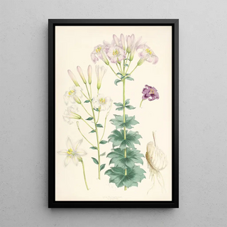 Walter Hood Fitch - Lilium Washingtonianum var purpureum.webp