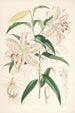 Lilium auratum - Walter Hood Fitch — weergave van het kunstwerk