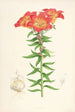 Lilium bulbiferum - Walter Hood Fitch — weergave van het kunstwerk