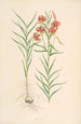 Lilium callosum - Walter Hood Fitch — weergave van het kunstwerk