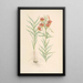 Lilium callosum - Walter Hood Fitch — ingelijst kunstwerk aan de muur