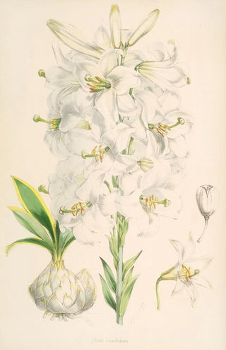 Walter Hood Fitch - Lilium candidum.webp