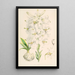 Lilium candidum - Walter Hood Fitch — ingelijst kunstwerk aan de muur