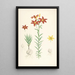 Lilium concolor - Walter Hood Fitch — ingelijst kunstwerk aan de muur