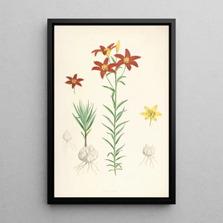 Walter Hood Fitch - Lilium concolor.webp