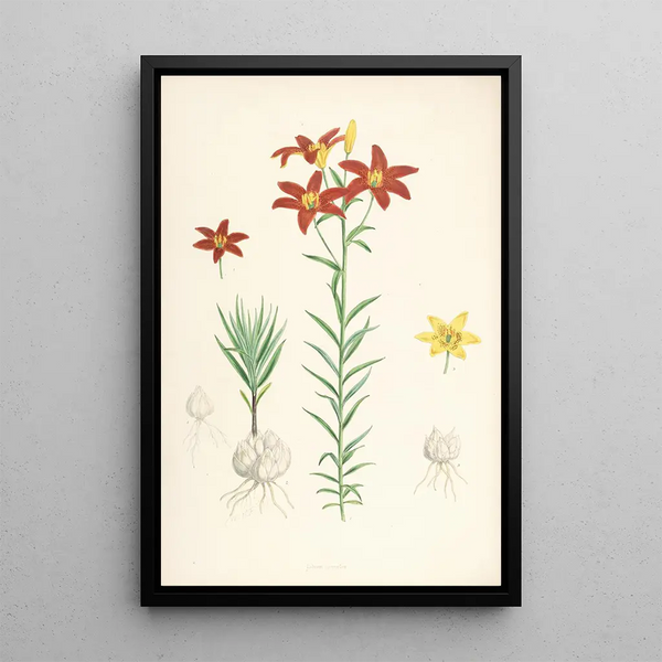 Walter Hood Fitch - Lilium concolor.webp