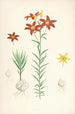 Lilium concolor - Walter Hood Fitch — weergave van het kunstwerk
