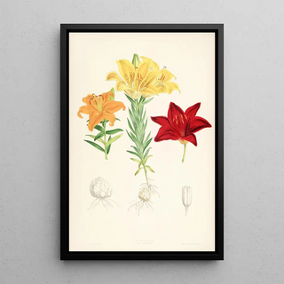 Walter Hood Fitch - Lilium elegans var alutaceum.webp