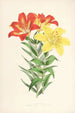 Lilium elegans var incomparabile - Walter Hood Fitch — weergave van het kunstwerk