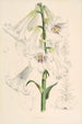 Lilium giganteum - Walter Hood Fitch — weergave van het kunstwerk