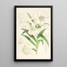 Lilium lingiflorium - Walter Hood Fitch — ingelijst kunstwerk aan de muur