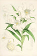 Lilium lingiflorium - Walter Hood Fitch — weergave van het kunstwerk