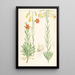 Lilium maritimum - Walter Hood Fitch — ingelijst kunstwerk aan de muur