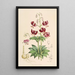 Lilium martagon var dalmaticum - Walter Hood Fitch — ingelijst kunstwerk aan de muur