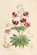 Lilium martagon var dalmaticum - Walter Hood Fitch — weergave van het kunstwerk