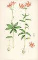 Lilium medeoloides - Walter Hood Fitch — weergave van het kunstwerk
