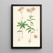 Lilium medeoloides - Walter Hood Fitch — ingelijst kunstwerk aan de muur