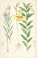 Lilium oxypetalum - Walter Hood Fitch — weergave van het kunstwerk