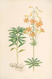 Lilium parvum - Walter Hood Fitch | Schilderij — weergave van het kunstwerk