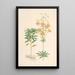 Lilium parvum - Walter Hood Fitch | Schilderij — ingelijst kunstwerk aan de muur