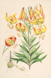 Lilium superbum - Walter Hood Fitch — weergave van het kunstwerk