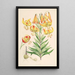 Lilium superbum - Walter Hood Fitch — ingelijst kunstwerk aan de muur