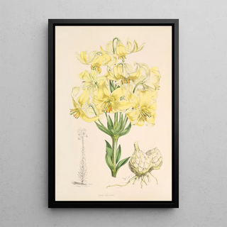 Walter Hood Fitch - Lilium testaceum.webp