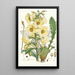 Meconopsis Nepalensis dc - Walter Hood Fitch — ingelijst kunstwerk aan de muur