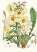 Meconopsis Nepalensis dc - Walter Hood Fitch — weergave van het kunstwerk