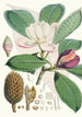 Talauma Hodgsoni Hf en T - Walter Hood Fitch | Schilderij — weergave van het kunstwerk