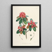 Himalaya-azalea's van Sikkim Pl07 - Walter Hood Fitch | Schilderij — ingelijst kunstwerk aan de muur