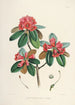 Himalaya-azalea's van Sikkim Pl07 - Walter Hood Fitch | Schilderij — weergave van het kunstwerk