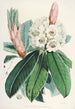 De rhododendrons van de Himalaya van Sikkim Pl09 - Walter Hood Fitch — weergave van het kunstwerk