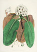 De rhododendrons van de Himalaya van Sikkim Pl10 - Walter Hood Fitch — weergave van het kunstwerk