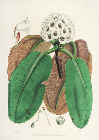 Walter Hood Fitch - The Rhododendrons of SikkimHimalaya Pl10.webp