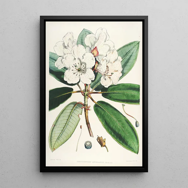 Walter Hood Fitch - The Rhododendrons of SikkimHimalaya Pl11.webp