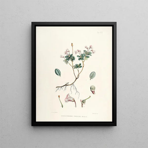 Walter Hood Fitch - The Rhododendrons of SikkimHimalaya Pl14.webp