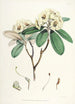 Himalaya Rhododendrons van Sikkim Pl16 - Walter Hood Fitch — weergave van het kunstwerk