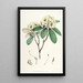 Himalaya Rhododendrons van Sikkim Pl16 - Walter Hood Fitch — ingelijst kunstwerk aan de muur